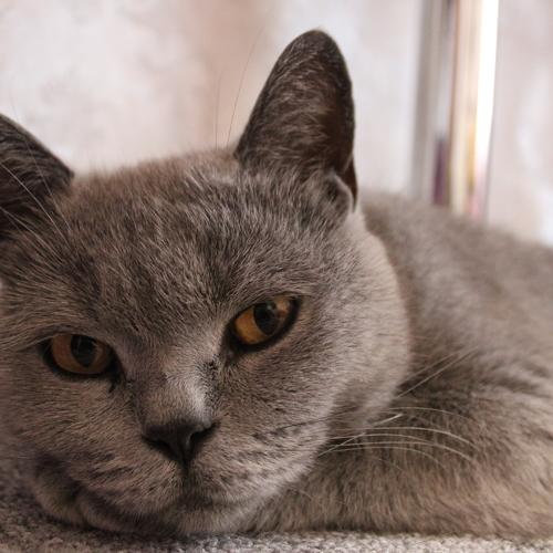 Photo #5308928