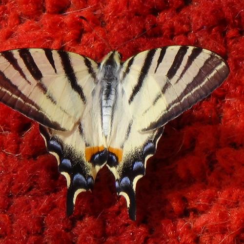 Photo #5310579