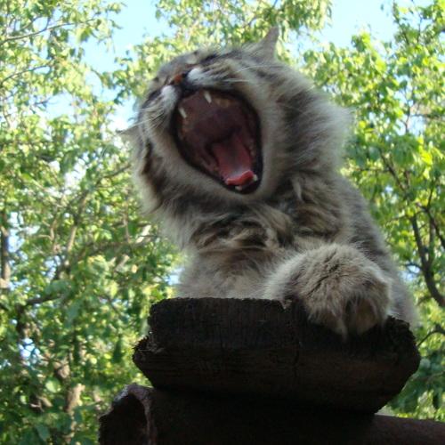 Photo #5310740