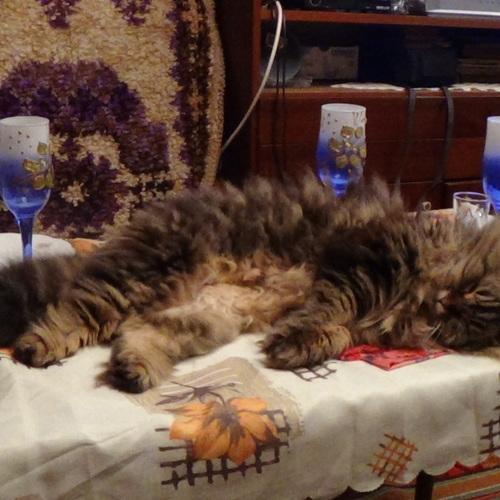 Photo #5310793