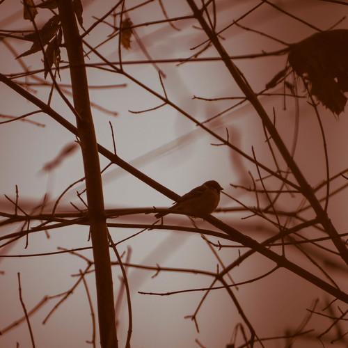 Photo #5311107