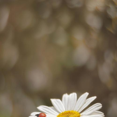 Photo #5311895