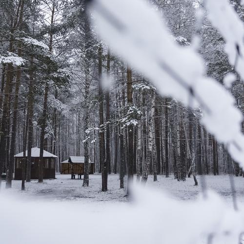 Pines in the snow