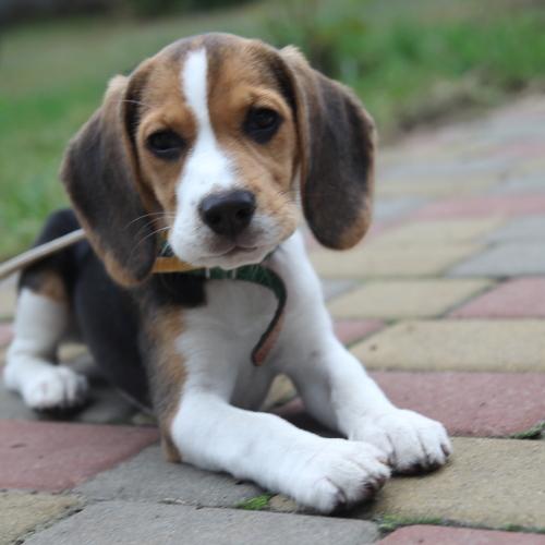 Photo #5313831