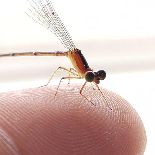 Pequena libélula.