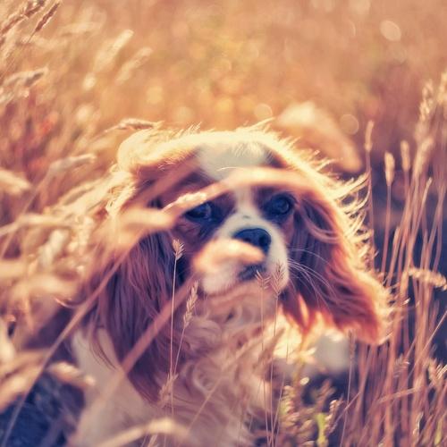 Wind in the furrr