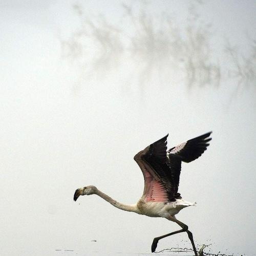 Departer of flamingos