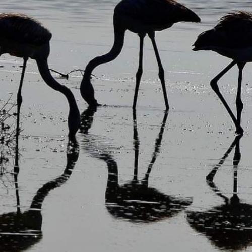 Reflections of flamingos
