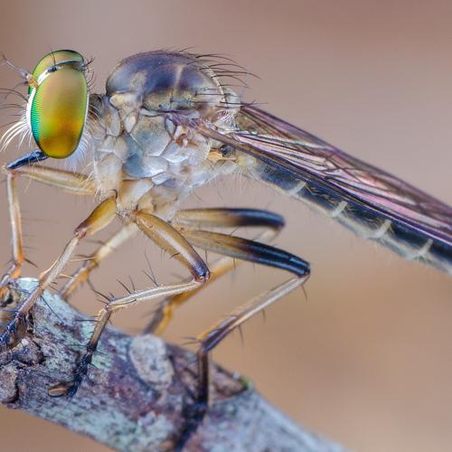 Photo #5318443