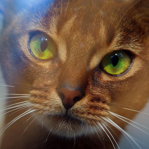 Photo #5321189