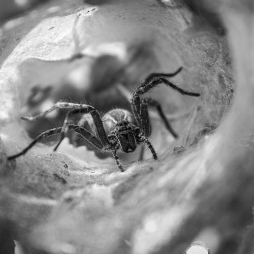 Dona Aranha