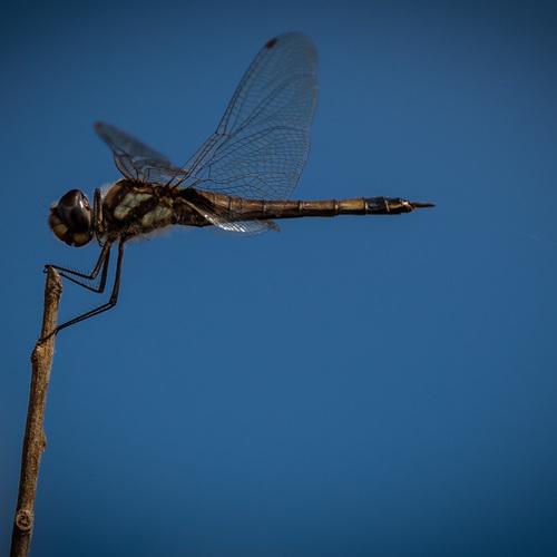Photo #5321664