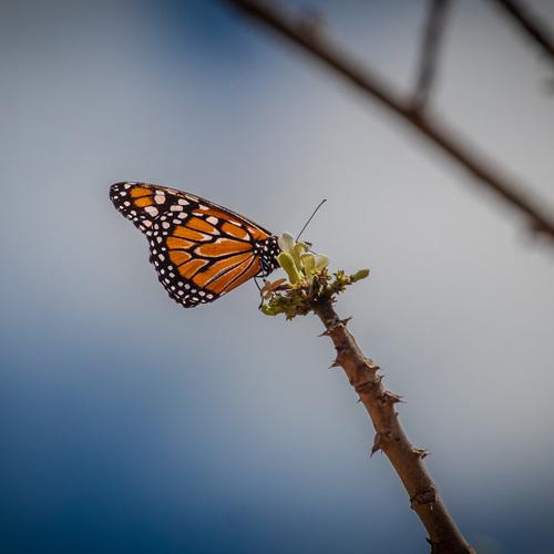 Photo #5321666