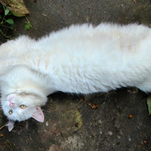 Photo #5322209