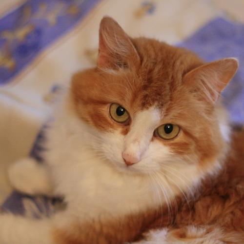 Photo #5323244