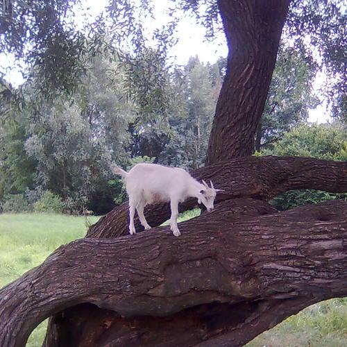 Photo #5325663