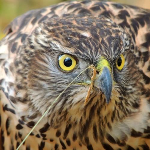 Photo #5325669