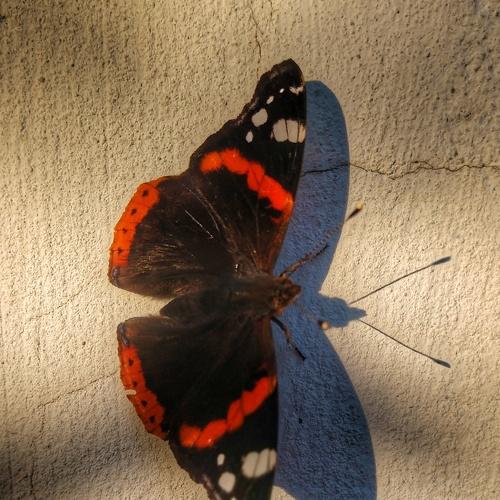Photo #5326187