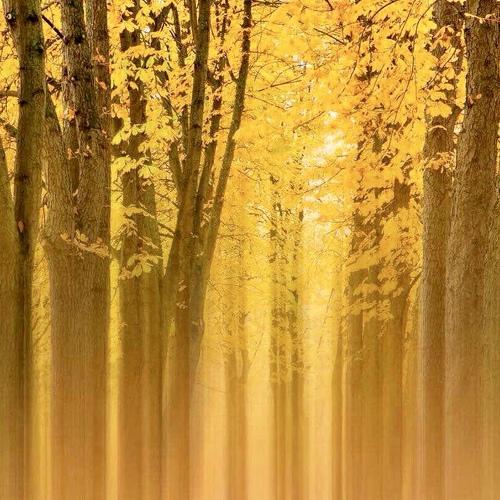 Photo #5326339