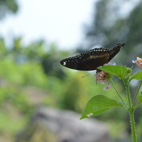 Photo #5329474