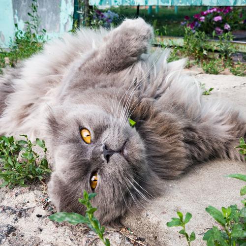 Photo #5331176