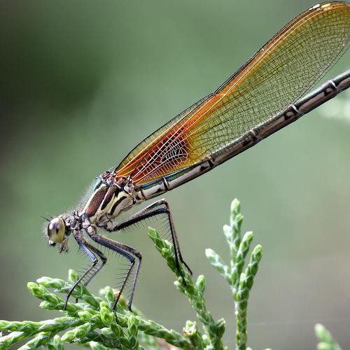 american rubyspot damselfly