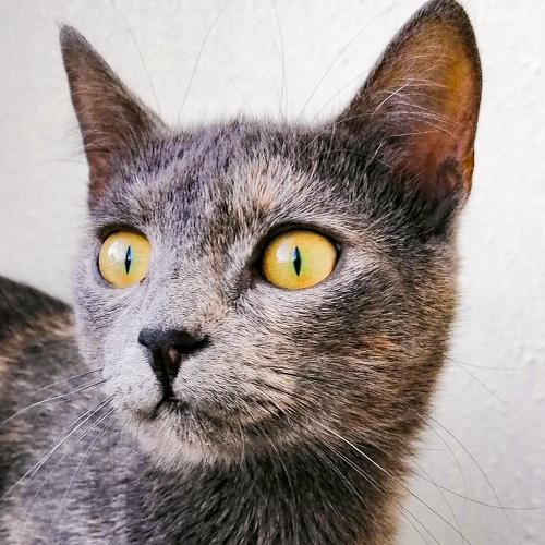 Photo #5332306