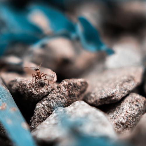 Photo #5333069