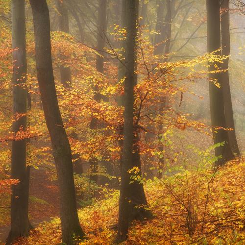 Photo #5333552