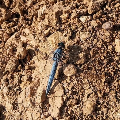 Photo #5333609