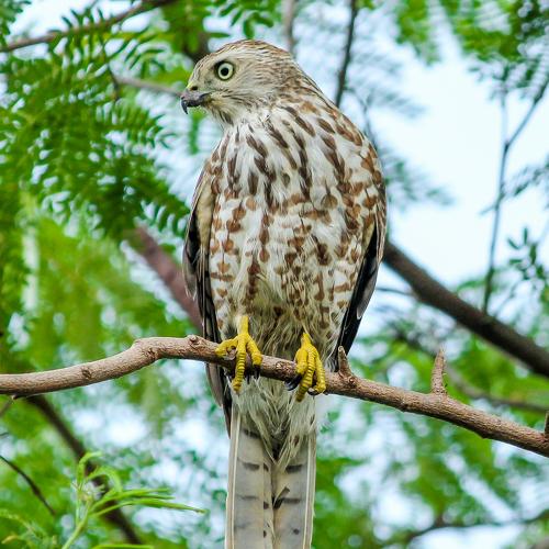 Shikra