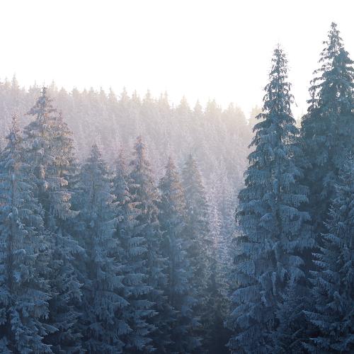 Photo #5335025