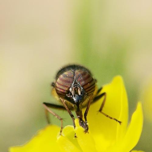 Honey Bee in action!