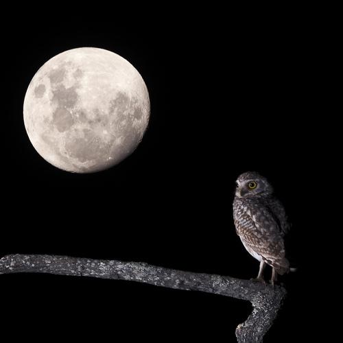 Photo #5335775