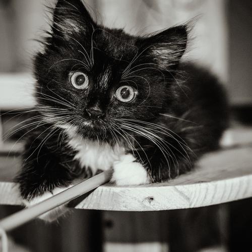 кошка