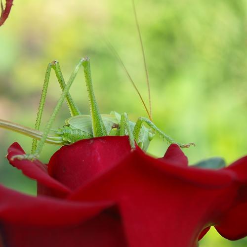 Photo #5337020
