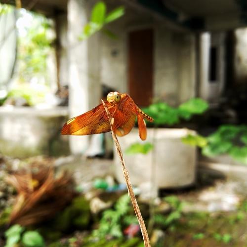Photo #5337068