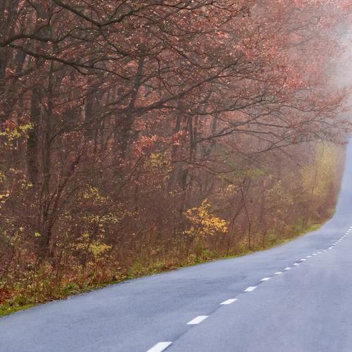 November forest road