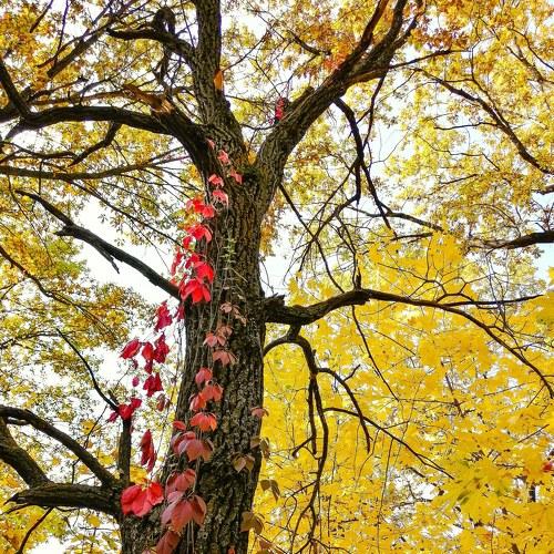 Beauty Autumn