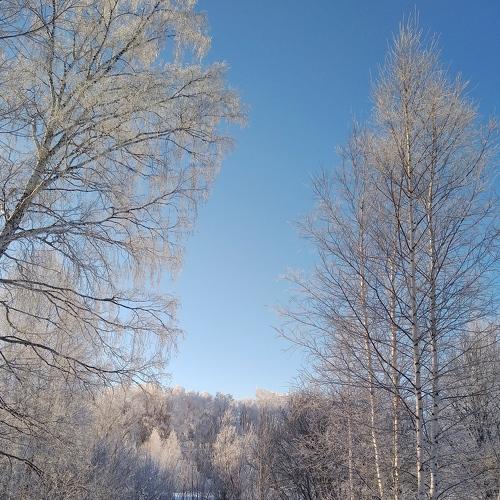 Зимний лес
