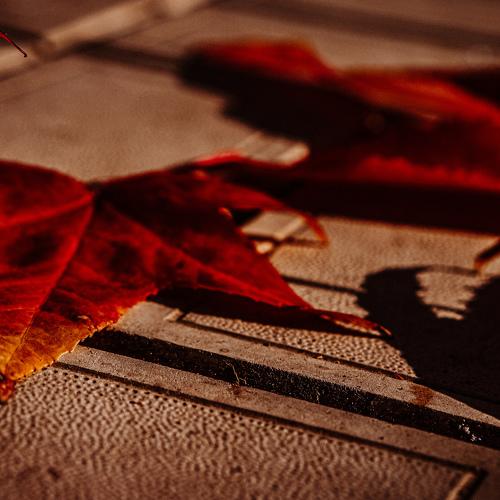 Photo #5339345