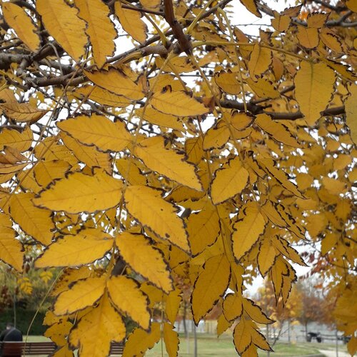 Yellow autmn leafs