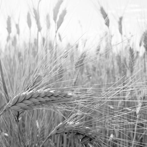the field