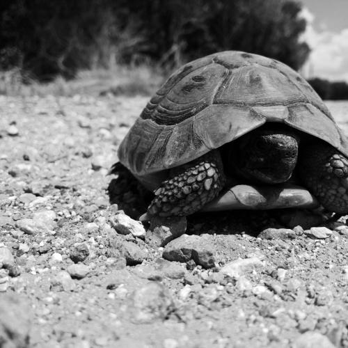 teenage mutant ninja turtle