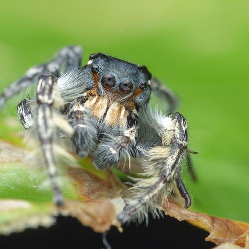 Jumping Spider