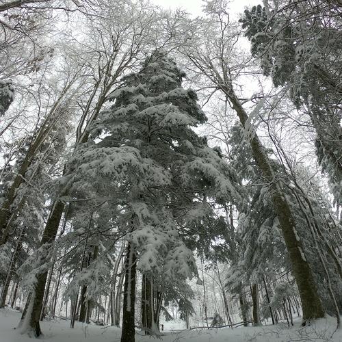Photo #5341368