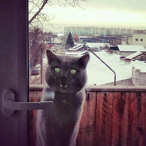 Photo #5341585