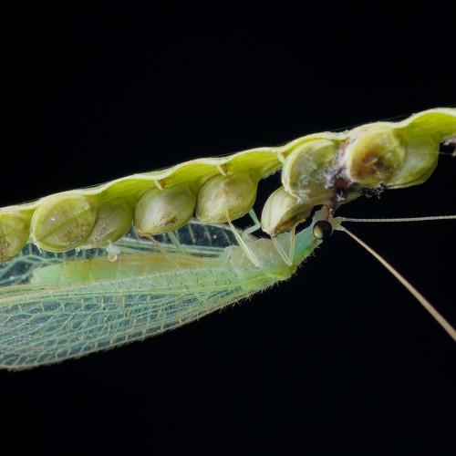 Bug eater