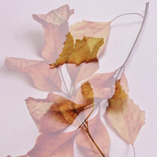 Autumn abstractions