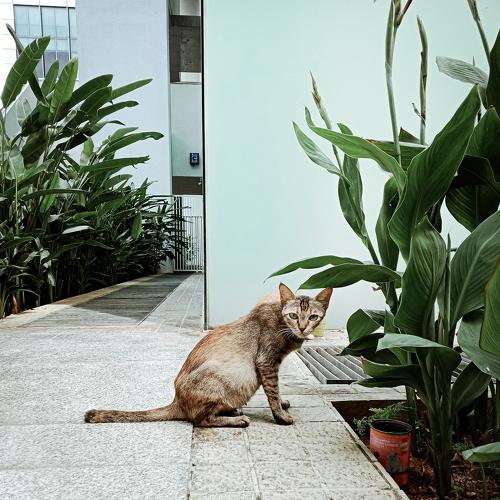 My loving cat